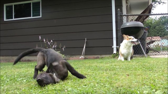 Adorably Confused Corgi Meets A Wolf Cub ~ Spinning ~