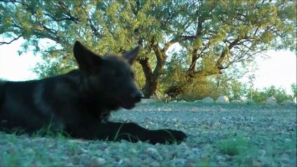 BIGGEST Update Ever ~ Booming Emu, Adorable Mara & More