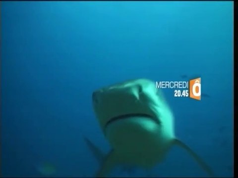 Périls en Mer , quand les requins attaquent - Bande-annonce - 20/08