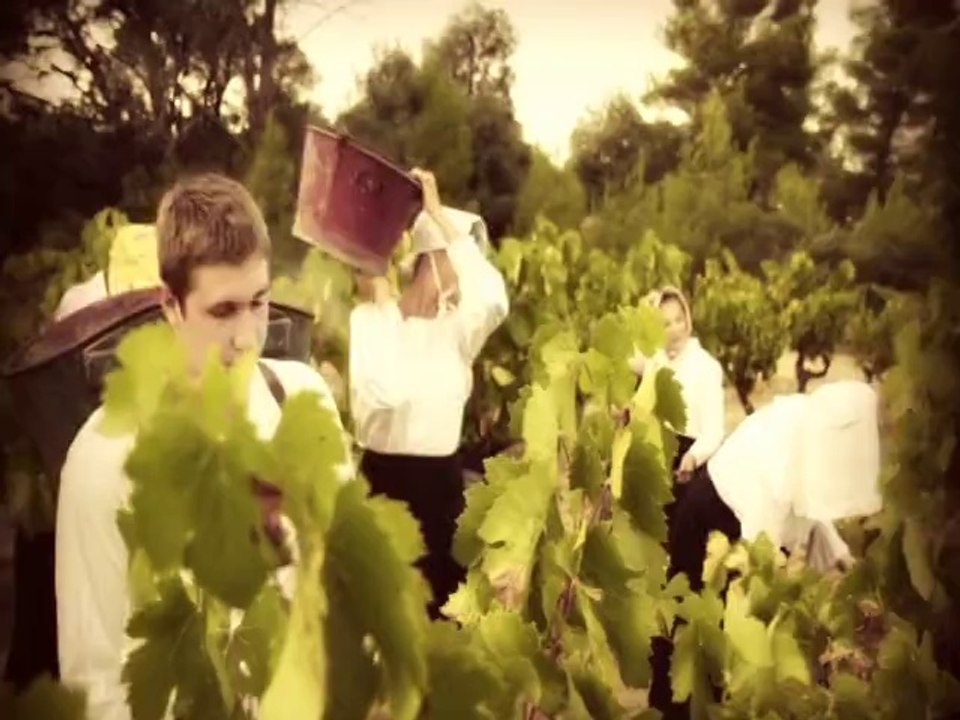 Extrait de la docu-fiction "Le Midi Viticole" Vendanges 1900