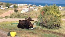 Utah Moose Caught on Camera Using Lawn Sprinkler Like A Drinking Fountain