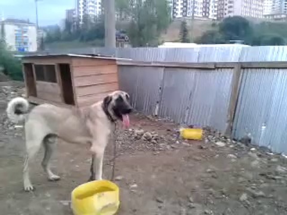 Tatar, Barbar, Efes, Beyaz Zalım