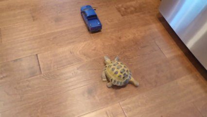 Tortoise vs. Truck