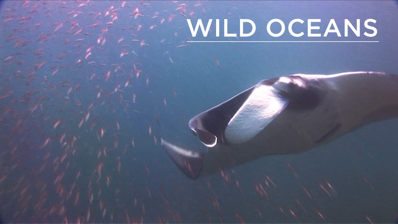 Swooping manta & hungry triggerfish