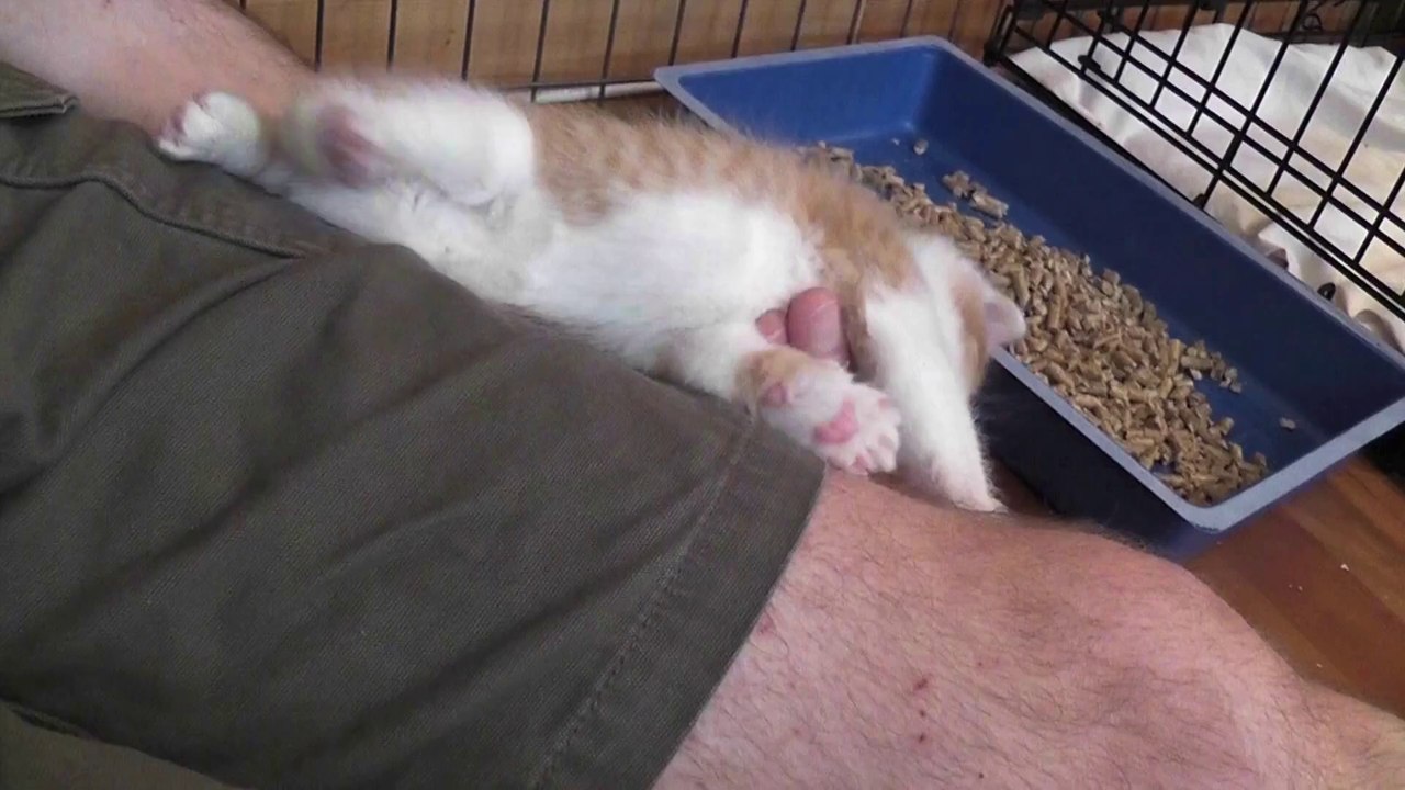Jimi The Love Bug Kitten - Part 2