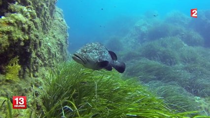 Découvrez la réserve naturelle sous-marine de Port-Cros