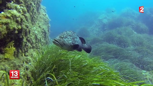 Découvrez la réserve naturelle sous-marine de Port-Cros