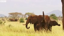 Africa's elephant population reaches tipping point