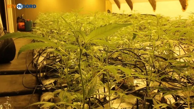 Beelden: Vrij grote hennepkwekerij in binnenstad - RTV Noord