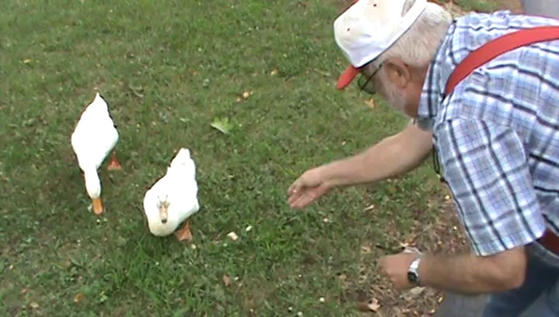 ⁣Larry feeding the ducks #2