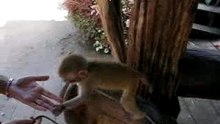 mon ami le singe