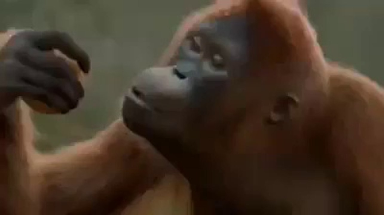 Funny Monkey Dance