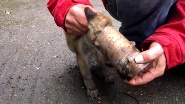 Fox Cub Rescued After Getting His Head Stuck In A Tin Can