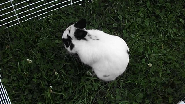 Pinou dans l'herbe à St Michel des Saints 2 (17-08-14)