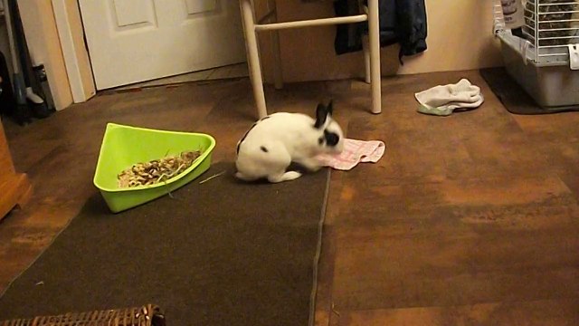 Pinou à St Michel des Saints (16-08-14) 1