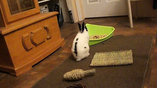 Pinou à St Michel des Saints (16-08-14) 7