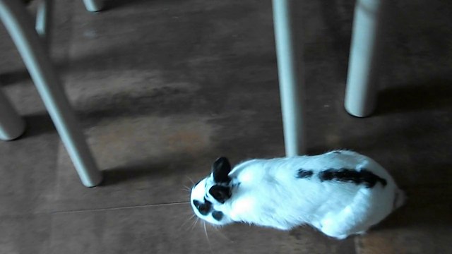 Pinou à St Michel des Saints (17-08-14) 2