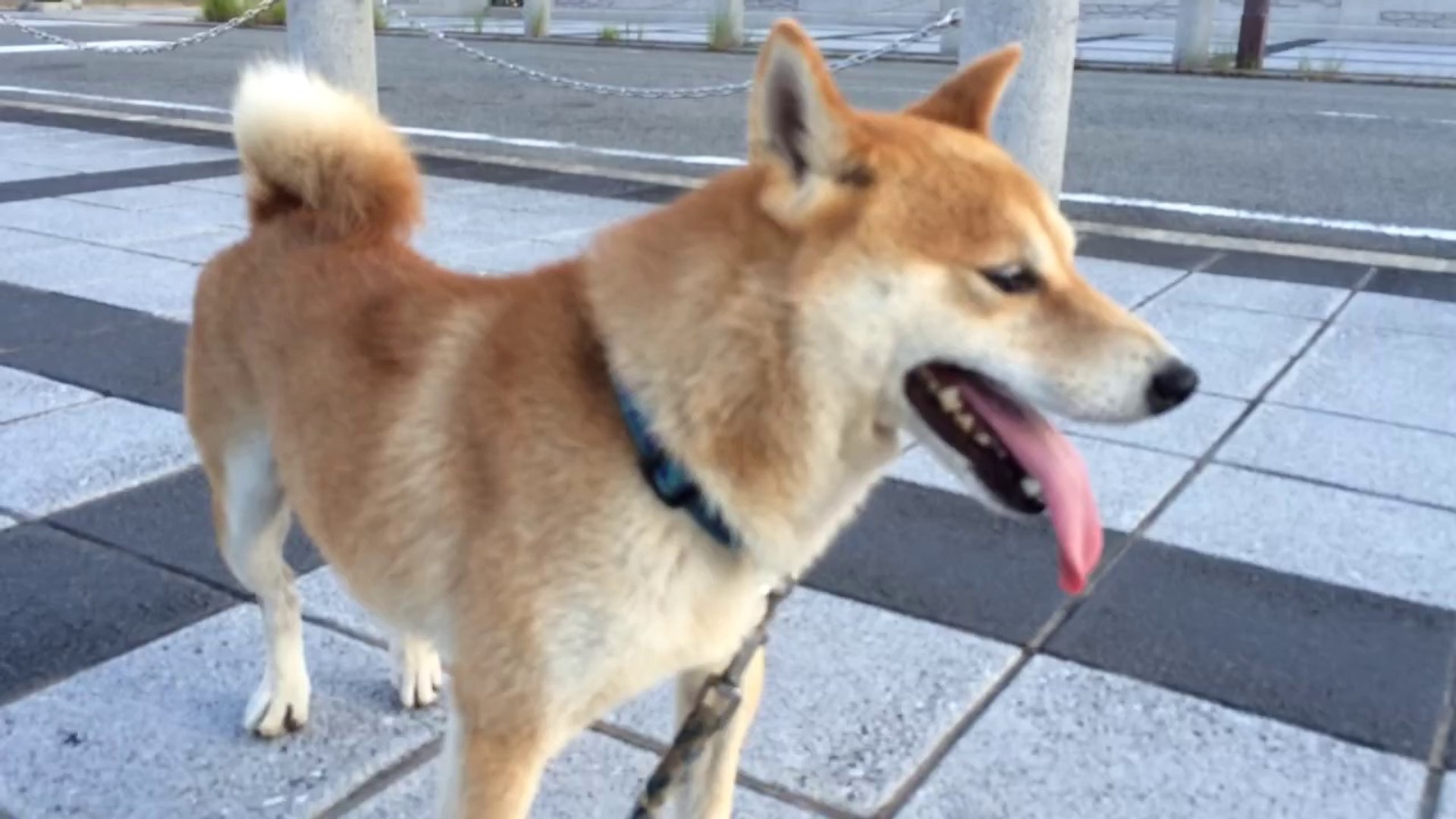 shiba inu 柴犬スペック 20140820