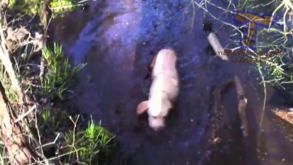 Funny dumb dogs - Cute and funny dog fail compilation