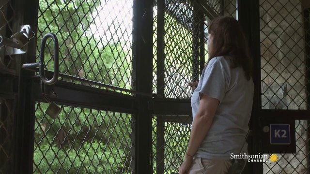 Bao Bao's Birthday: Smithsonian Celebrates Baby Panda's Adorable First Year