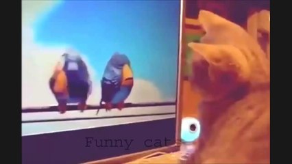 Funny Videos Funny Cat Videos Compilation Funny Cats Video Funny Animals Fails 2014