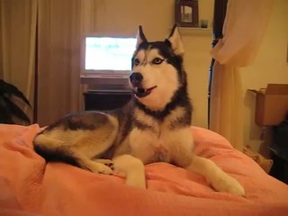Cet adorable husky parvient à dire I Love You à ses maîtres