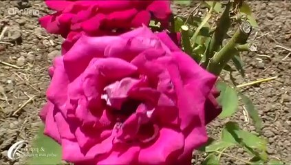 Βαβύλοι η' (Στα σταροχώραφα και το νερόμυλο των Βαβύλων) 21/06/14_002