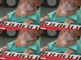 Keyboard Cat | Cat Playing Keyboard