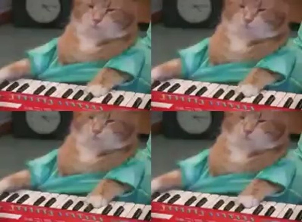 Keyboard Cat | Cat Playing Keyboard