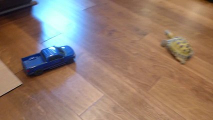 Tortoise Chases Toy Truck