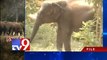 35 elephants enter human habitats