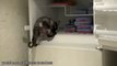 Animals are thieves! Awesome pet compilation.