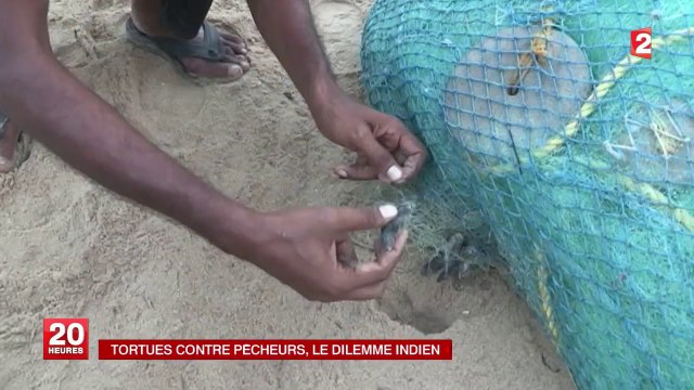 Tortues contre pêcheurs, le dilemme indien
