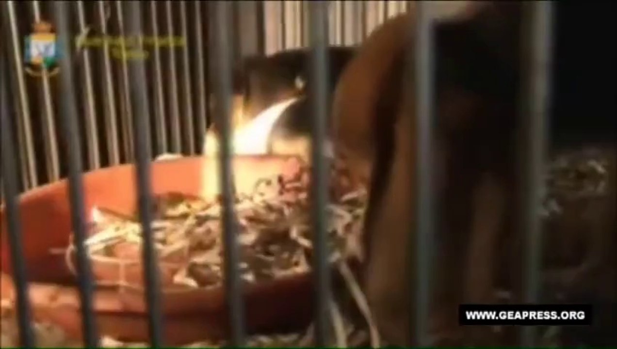 SEQUESTRO CUCCIOLI PALMANOVA