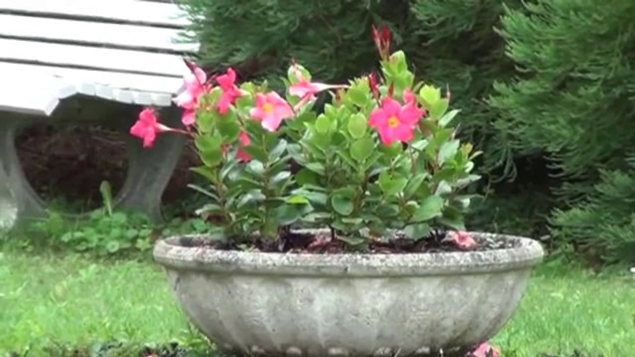 Genlis "proche" Très belle maison - Agence CARREZ immobilier