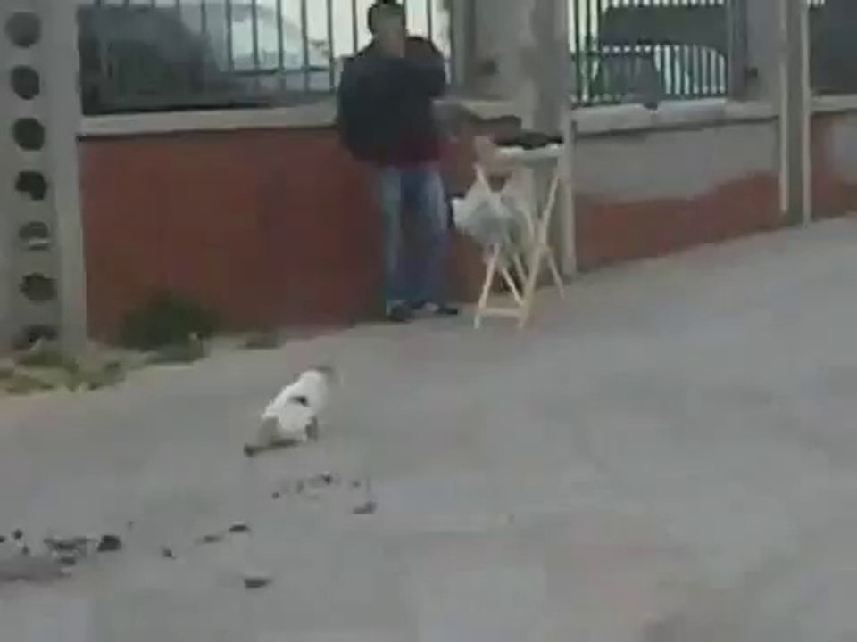 Kedinin Yıkıldığı An Kıyamam -