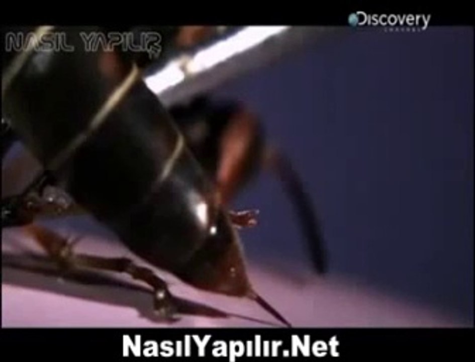 Ağır Çekimde Arı Sokması   Muhteşem görüntü