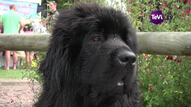 Chien de Terre-Neuve [TéVi] 14_08_20