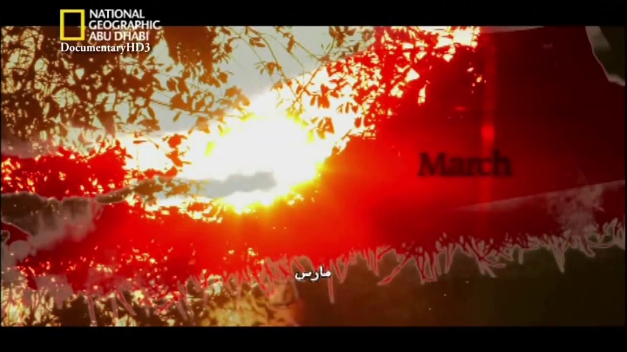 #وثائقي _ خفايا البراري الهندية _ مملكة الفيلة HD