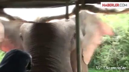 Aç Kalan Fil İnsanlara Saldırdı