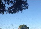 Batty Visitors Invade Australian Town