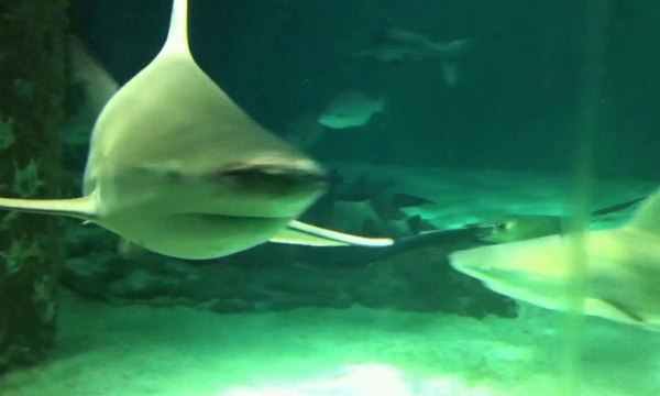 Whale Sharks and Stunning Fish in Aquarium