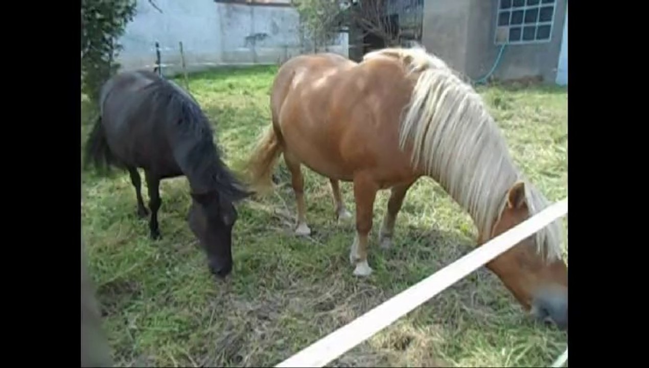 boy et horse