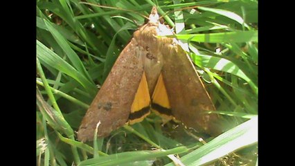 Papillons et libellules du Finistère le 20/08/14