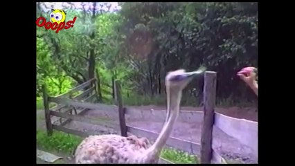 Pranks - Gags - Win - Fail.103