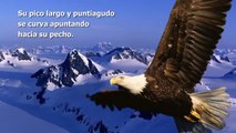 Motivación- El cambio del águila [HD]