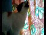 Funny Cats Compilation - Funny Cat Videos Ever- Funny Videos - Funny Animals - Funny Animal Videos 7