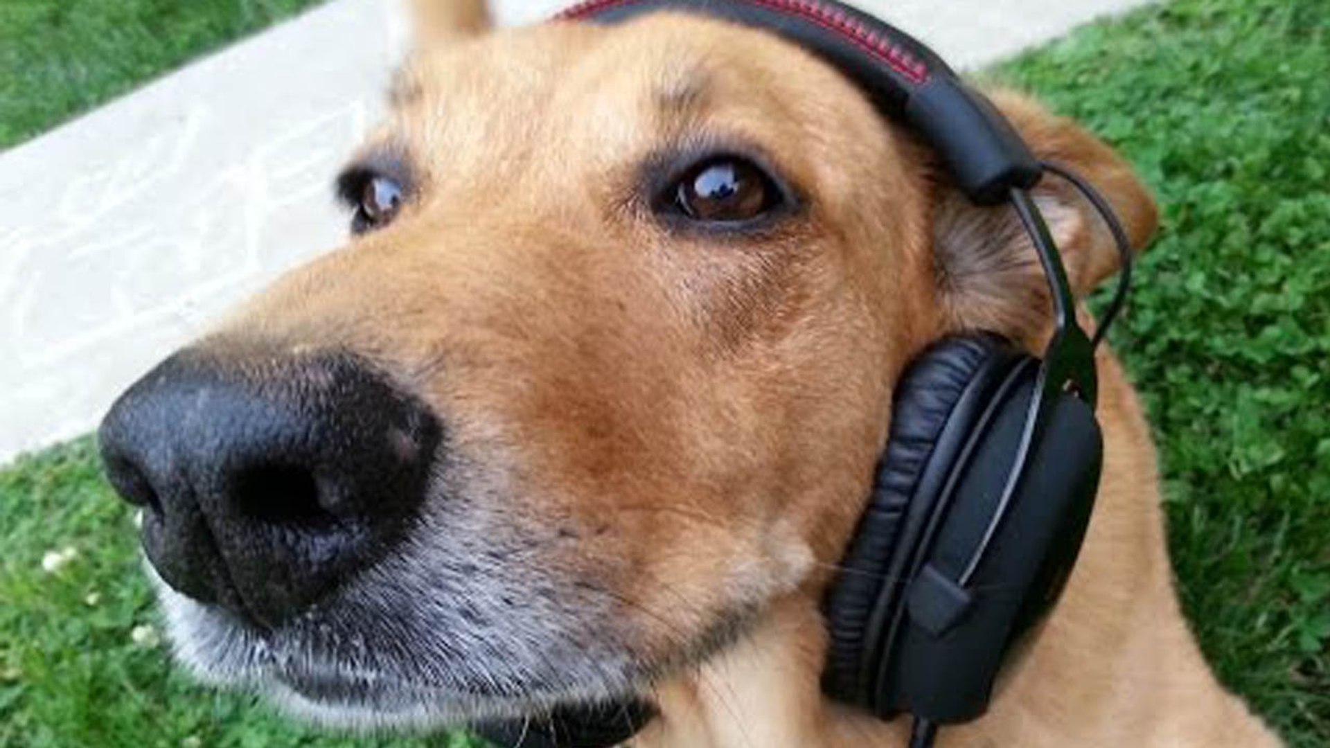 ⁣Classic Game Room - HYPERX CLOUD PRO GAMING HEADPHONES review