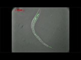 Chromosome 6 - Mutant Worms and RUNX genes