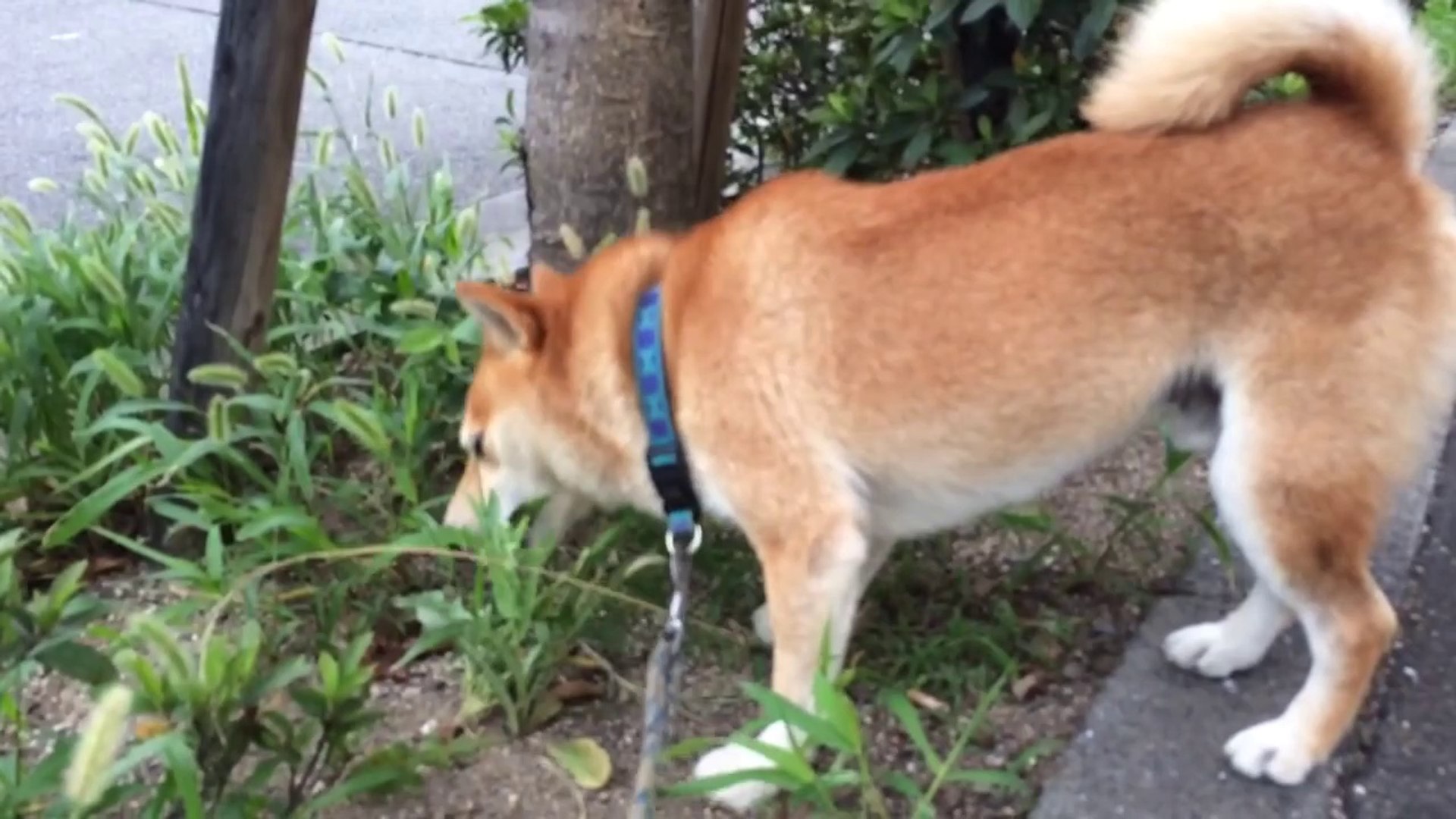 ⁣柴犬 スペックの散歩 阪神尼崎駅北にあるアマゴッタ！